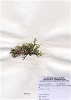藏品(扁乳節藻)的圖片
